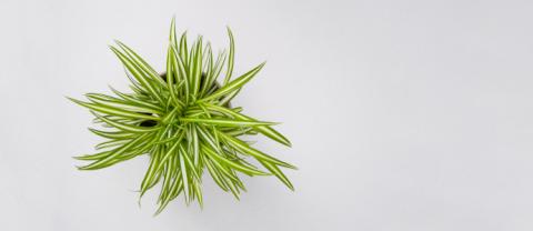 The best indoor plants for your health