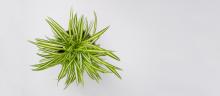 The best indoor plants for your health